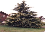 Cedrus deodara 'Aurea'