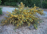 Fremontodendron 'Ken Taylor'