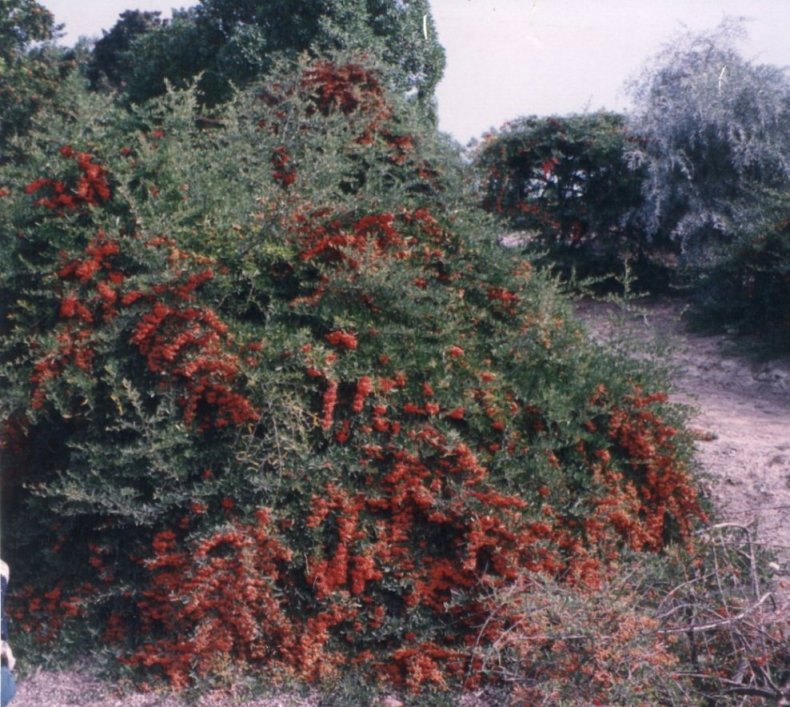 Fiery Cascade Pyracantha