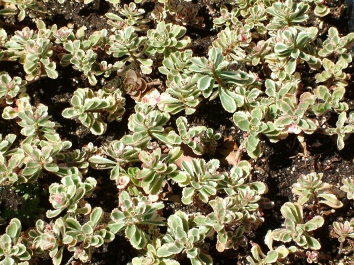 Tricolor Dragon's Blood Sedum