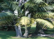 Howea forsteriana