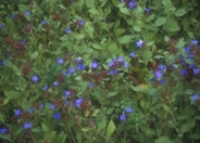 Ceratostigma plumbaginoides