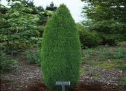 Juniperus communis 'Compressa''