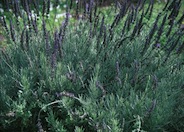 Lavandula 'Goodwin Creek Gray'