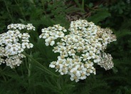 Achillea millefolium