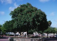 California Buckeye