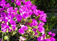 Bougainvillea selections