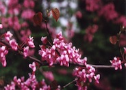 Cercis canadensis