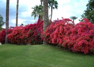 Bougainvillea 'Barbara Karst'