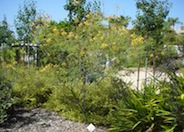 Caesalpinia gilliesii