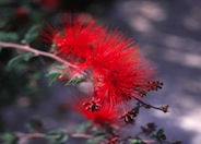 Calliandra californica