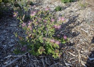 Calliandra eriophylla