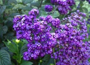 Heliotropium arborescens 'Black Beauty'