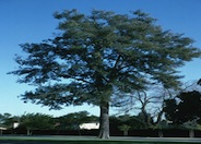 Casuarina equisetifolia