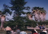 Casuarina stricta