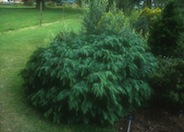 Chamaecyparis lawsoniana 'Nidiformis'