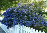 Ceanothus 'Concha'