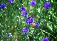 Centaurea cyanus