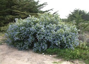 Ceanothus 'Joyce Coulter'