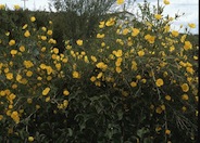 Bush Poppy