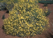 Brittlebush, Desert Encelia