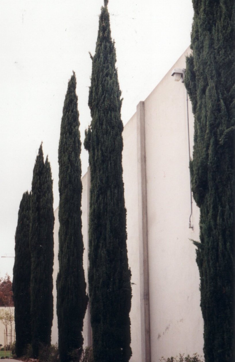 Italian Cypress