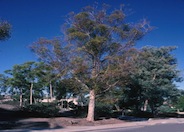 Eucalyptus cladocalyx