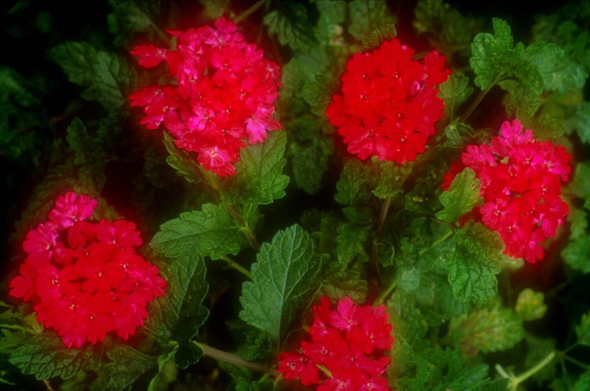 Brazilian Verbena