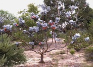 Eucalyptus macrocarpa