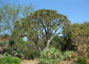 Aloe barberae