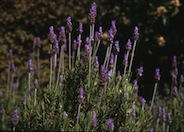 Lavandula dentata