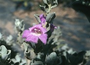 Leucophyllum frutescens