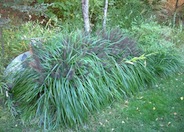 Pennisetum alopecuroides 'Moudry'