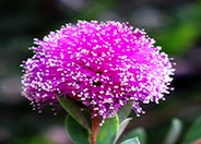 Pink Melaleuca