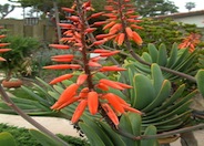 Aloe plicatilis