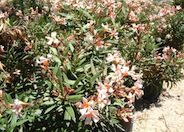 Nerium oleander 'Petite Salmon'