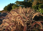 Pennisetum  'Rubrum'