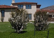 Leptospermum scoparium 'Album Flore Plen