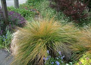 Stipa arundinacea