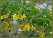 Ribes aureum