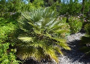 Chamaerops humilis