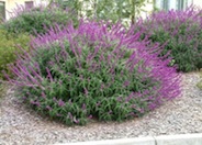 Mexican Bush Sage