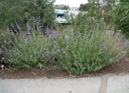 Salvia leucophylla