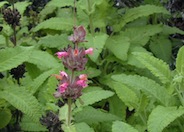 Salvia spathacea