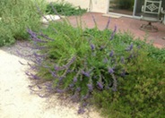 Trichostema lanatum