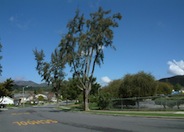 Casuarina cunninghamiana