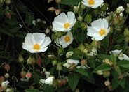 Cistus hybridus