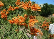 Leonotis leonorus