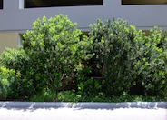 Pacific Wax Myrtle