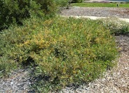 Acacia redolens 'Prostrata'